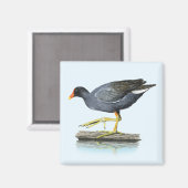 Vaak Gallinule (Moorhen) Magneet (Voorkant / Achterkant)