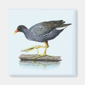 Vaak Gallinule (Moorhen) Magneet (Voorkant)