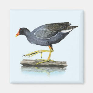 Vaak Gallinule (Moorhen) Magneet