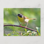 Vaak gele keelpijn Briefkaart (Voorkant)