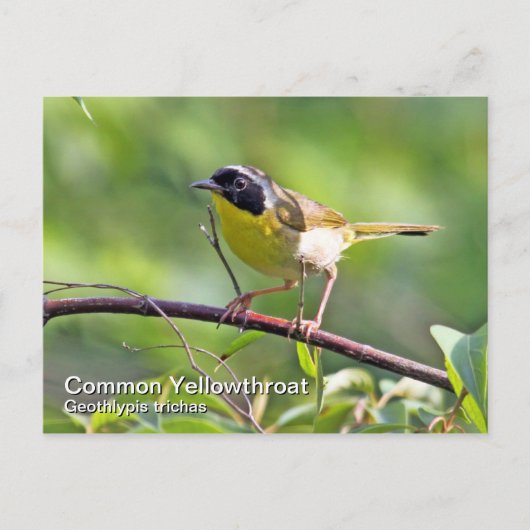 Vaak gele keelpijn Briefkaart (Voorkant)