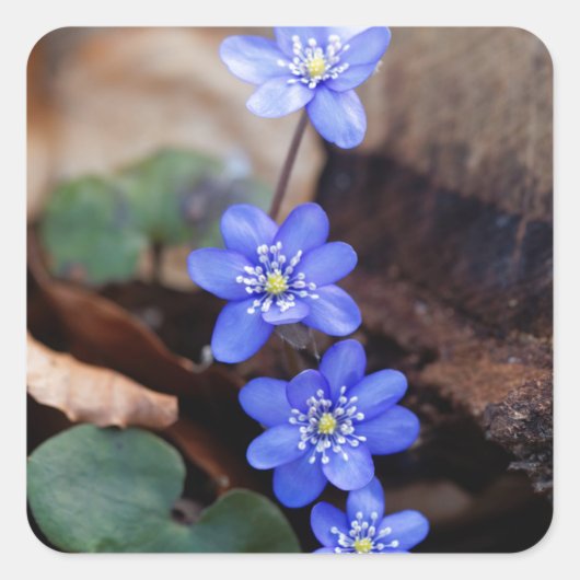 Vaak Hepatica (Hepatica nobilis) Vierkante Sticker (Voorkant)