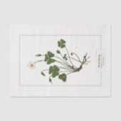 Vaak Houtsorrel (Oxalis acetosella) Tissuepapier (Voorkant)