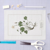 Vaak Houtsorrel (Oxalis acetosella) Tissuepapier (Craft)