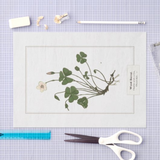 Vaak Houtsorrel (Oxalis acetosella) Tissuepapier (Craft)