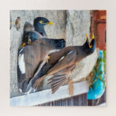 Vaak myna legpuzzel (Horizontaal)