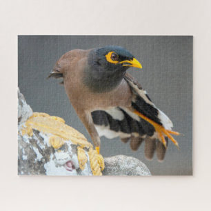 Vaak myna legpuzzel