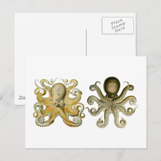 Vaak Octopus Briefkaart (Voorkant / Achterkant)