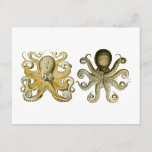 Vaak Octopus Briefkaart