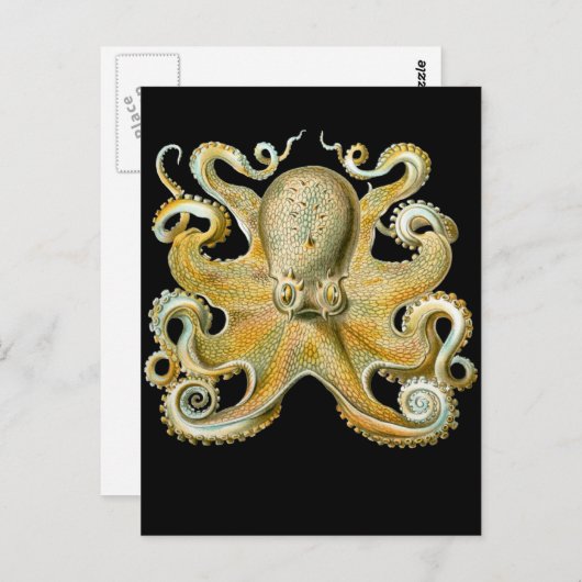 Vaak Octopus Briefkaart (Voorkant / Achterkant)