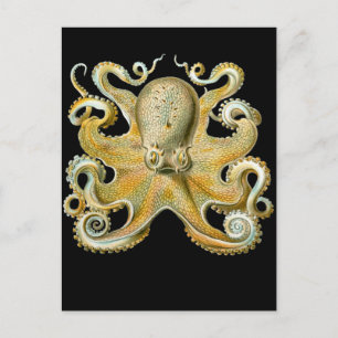 Vaak Octopus Briefkaart