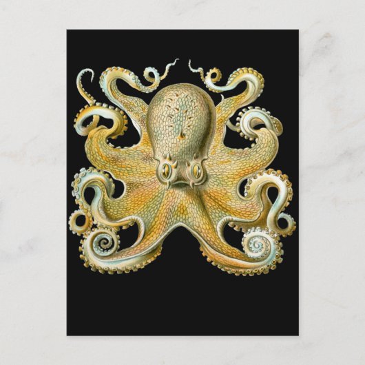 Vaak Octopus Briefkaart (Voorkant)
