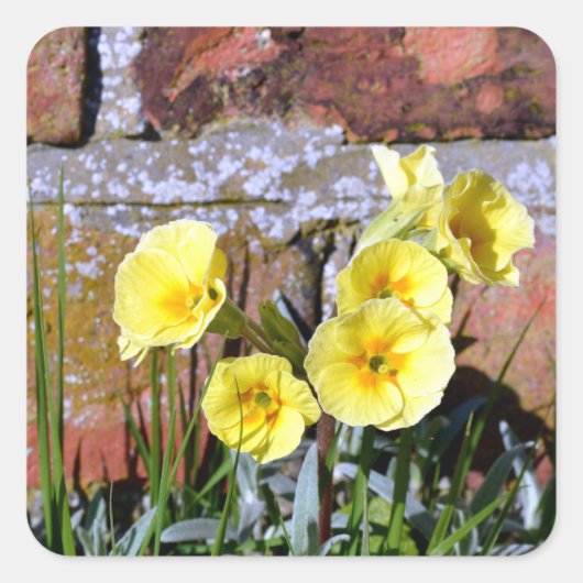 Vaak Primrose Vierkante Sticker (Voorkant)