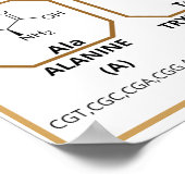 Vaak quide op 20 gewone aminozuren poster (Hoek)