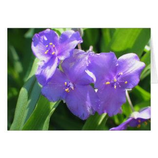 Vaak Spiderwort