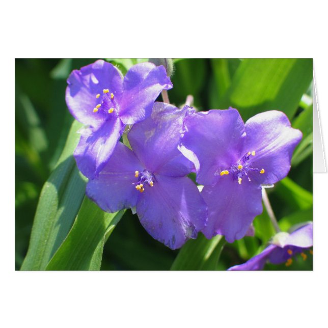 Vaak Spiderwort (Voorkant Horizontaal)