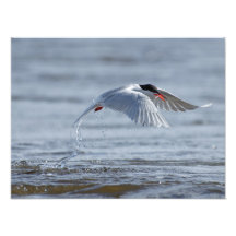 Vaak stern met een smeltvangst