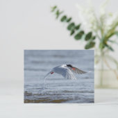 Vaak stern natuur foto briefkaart (Staand voorkant)