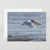 Vaak stern natuur foto briefkaart (Voorkant / Achterkant)