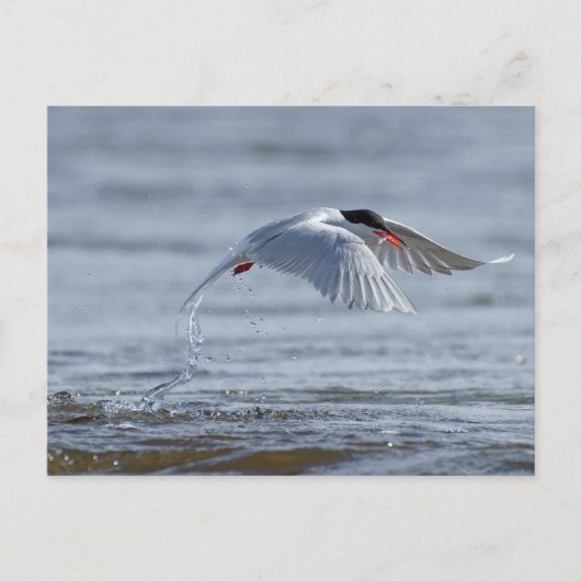 Vaak stern natuur foto briefkaart (Voorkant)