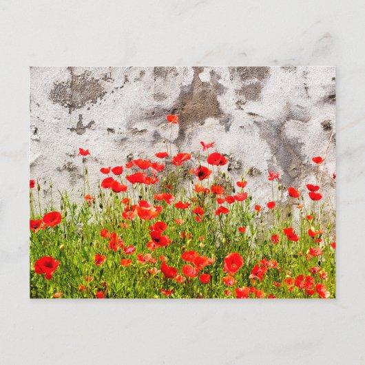 Vaak voorkomende papaver briefkaart (Voorkant)