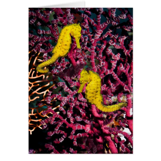 Vaak voorkomende Zee Paarden | Hippocampus Taeniop (Voorkant)