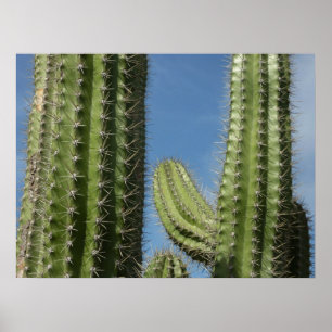 Vaatje Cactus I Woestijn Foto Poster