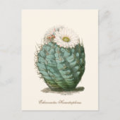 Vaatje Cactus Witte Bloem Briefkaart (Voorkant)