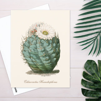 Vaatje Cactus Witte Bloem Briefkaart