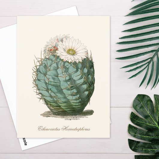 Vaatje Cactus Witte Bloem Briefkaart