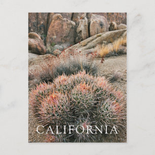 Vaatjes Cactus In Californië Briefkaart