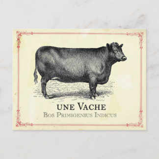 Vache Cow Briefkaart
