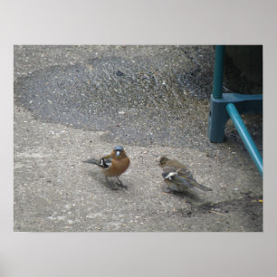 Vader en chcik Chaffinch afdrukken Poster