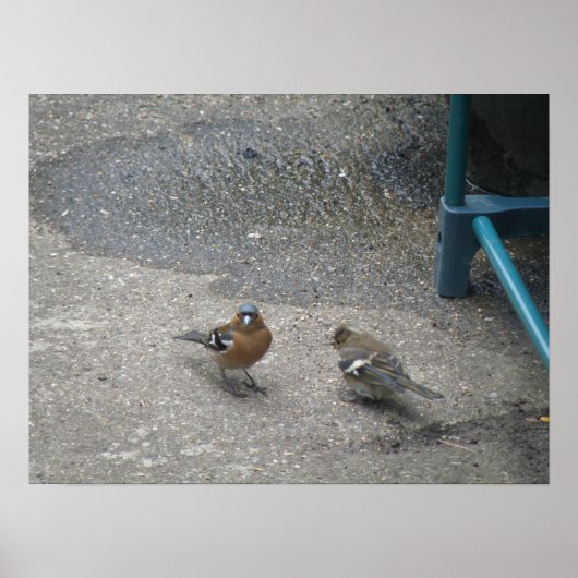 Vader en chcik Chaffinch afdrukken Poster (Voorkant)