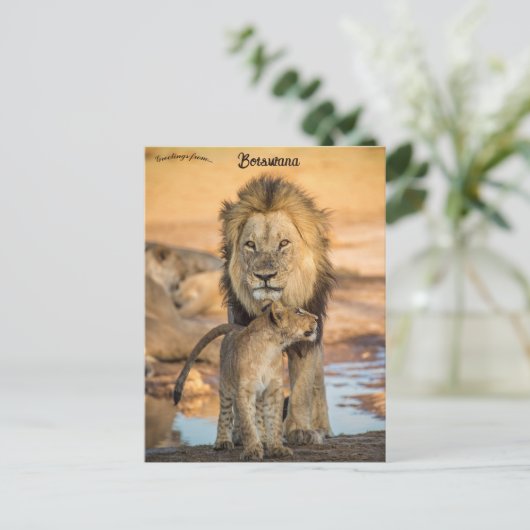 Vader- en Son Lions in het Briefkaart van Botswana (Staand voorkant)