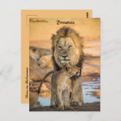 Vader- en Son Lions in het Briefkaart van Botswana (Voorkant / Achterkant)
