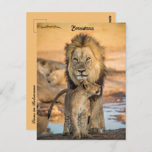 Vader- en Son Lions in het Briefkaart van Botswana (Voorkant / Achterkant)