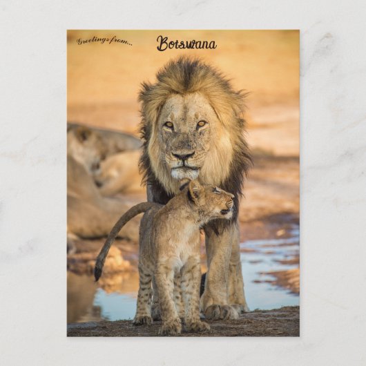 Vader- en Son Lions in het Briefkaart van Botswana (Voorkant)