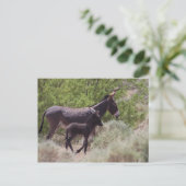 Vader en zoon Wild Burros in Beatty, Nevada Briefkaart (Staand voorkant)