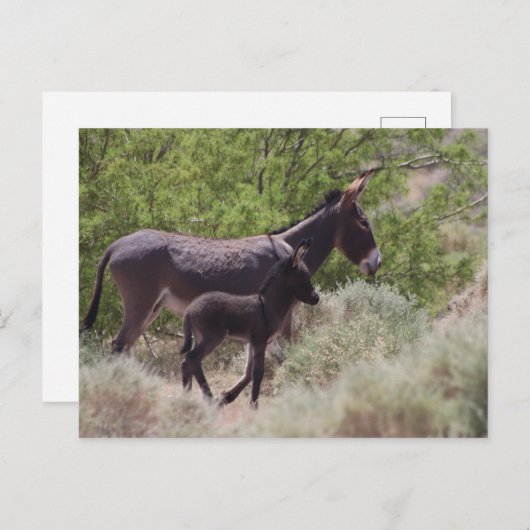 Vader en zoon Wild Burros in Beatty, Nevada Briefkaart (Voorkant / Achterkant)