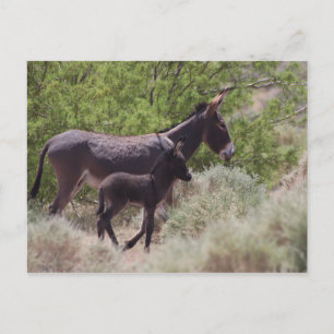 Vader en zoon Wild Burros in Beatty, Nevada Briefkaart