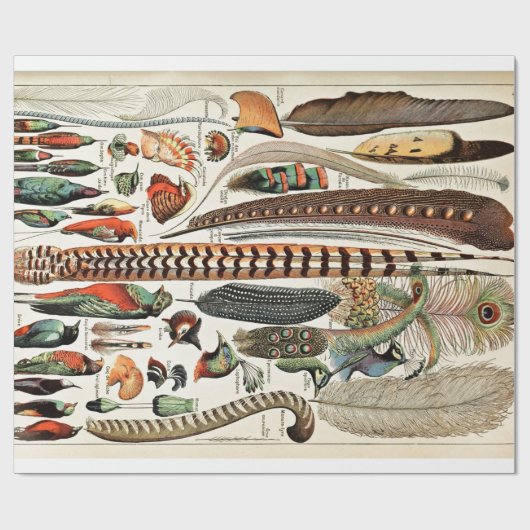  vaders Oude Illustratie Kunst Cadeaupapier (Vlak)