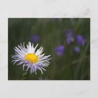 Vail Colorado Rocky Mountain Wild Flowers Briefkaa Briefkaart