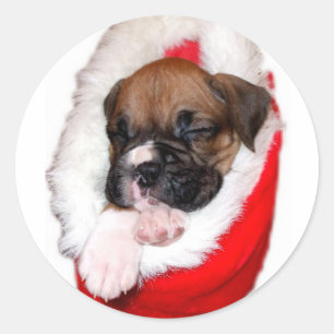 Vakantie boxer puppy sticker