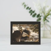 Vakantie Eagles Feestdagenkaart (Staand voorkant)