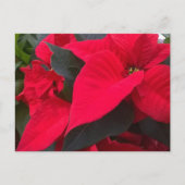 Vakantie rood Briefkaart (Voorkant)