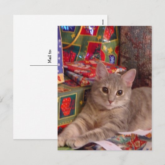 Vakantiegeld Kat Feestdagenkaart (Voorkant / Achterkant)