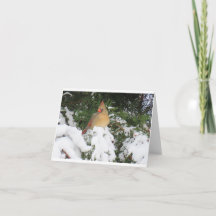 Vakantiekaart met kardinaal