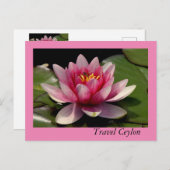 Vakantiekaarten met mooie lotus erop. briefkaart (Voorkant / Achterkant)