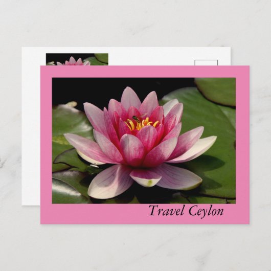 Vakantiekaarten met mooie lotus erop. briefkaart (Voorkant / Achterkant)